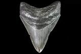 Serrated, Fossil Megalodon Tooth - Georgia #81691-1